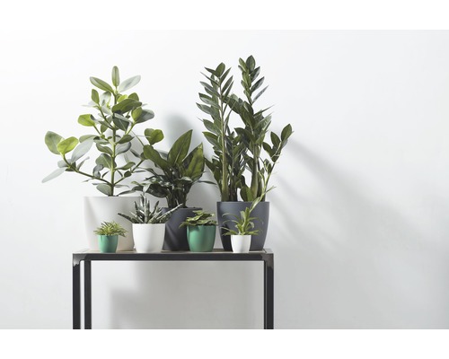 Plantes d''intérieur en pot sur une étagère