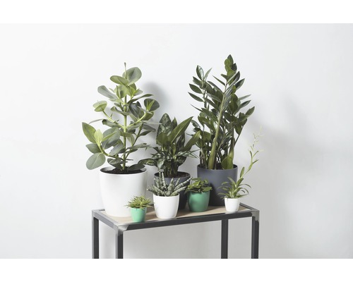 Plantes d''intérieur en pots sur une table