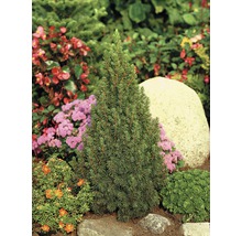 Épicéa nain dans un parterre de jardin avec des pierres et diverses plantes