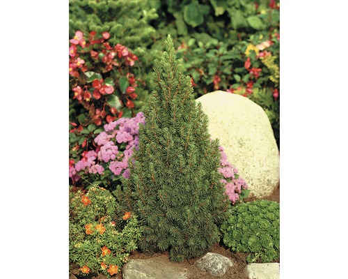 Épicéa nain dans un parterre de jardin avec des pierres et diverses plantes
