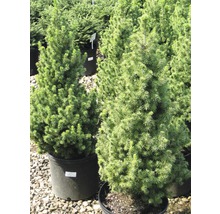 Deux épicéas nains en pot