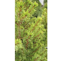 Gros plan d''un conifère avec des aiguilles vertes