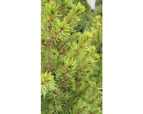 Gros plan d''un conifère avec des aiguilles vertes