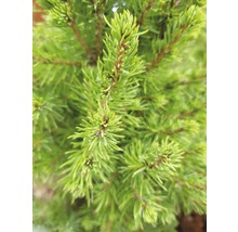 Gros plan de branches de conifères