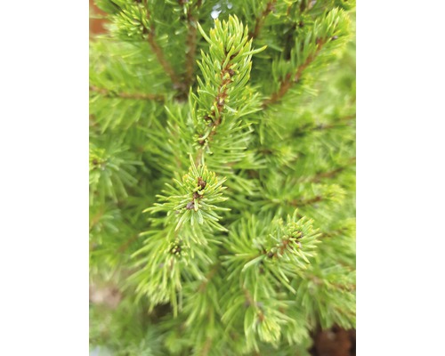 Gros plan de branches de conifères