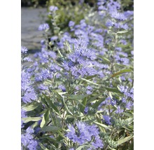 Gros plan d''une fleur à barbe avec des fleurs bleues et des feuilles vertes.