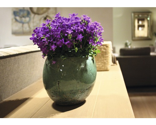 Glockenblumen in einem Topf auf einem Tisch