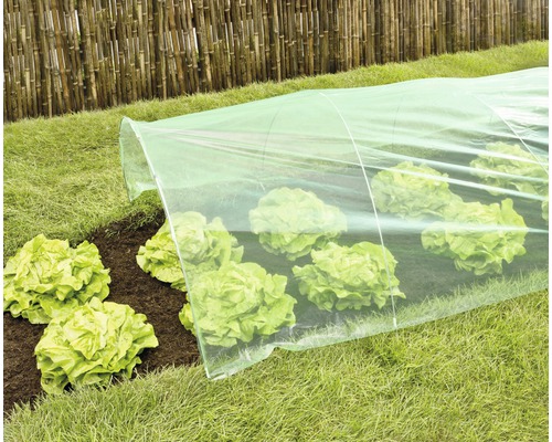 Potager avec laitue sous un tunnel de culture
