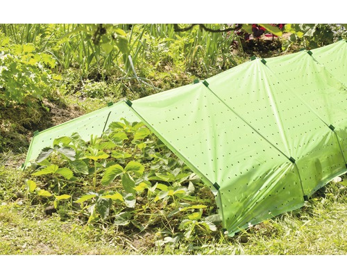Pflanzen unter einem Folientunnel im Garten.