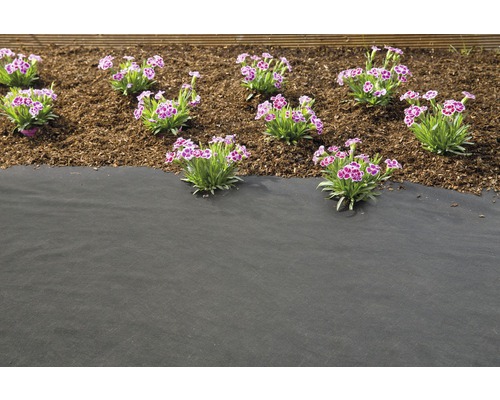 Jardin avec toile de paillage, paillis d''écorce et œillets fleuris