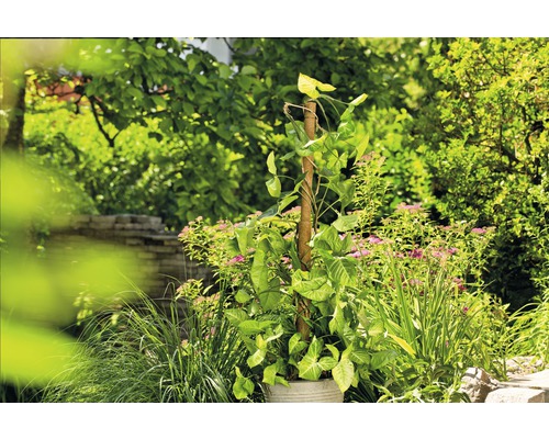 Syngonium Pflanze im Topf mit Kletterhilfe im Garten