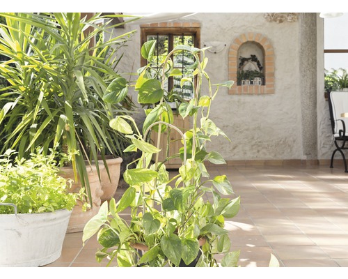 Helle Terrasse mit verschiedenen Topfpflanzen