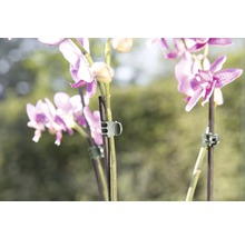Gros plan de fleurs d''orchidées avec des clips pour plantes pour le support