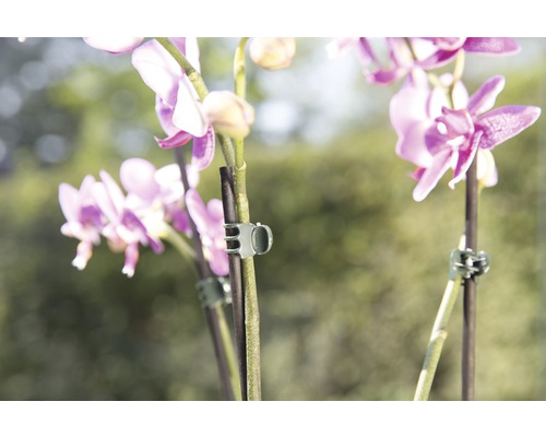 Gros plan de fleurs d''orchidées avec des clips pour plantes pour le support