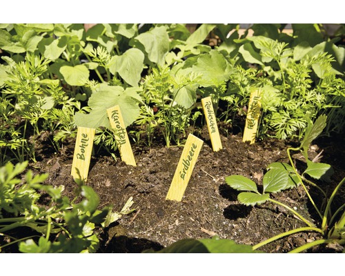 Hochbeet mit jungen Gemüsepflanzen und Pflanzschildern