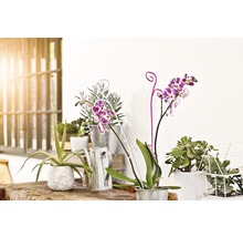 Scène décorative avec des plantes d''intérieur en pot et un arrosoir