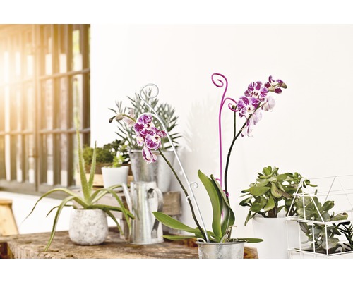 Scène décorative avec des plantes d''intérieur en pot et un arrosoir