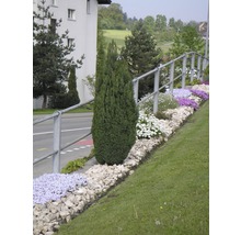 Espace jardin aménagé avec diverses plantes et pierres.
