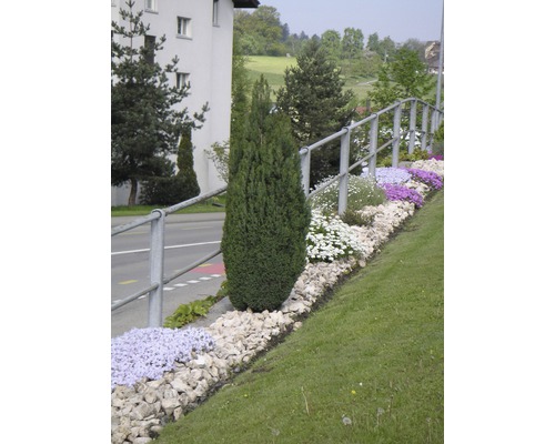 Espace jardin aménagé avec diverses plantes et pierres.