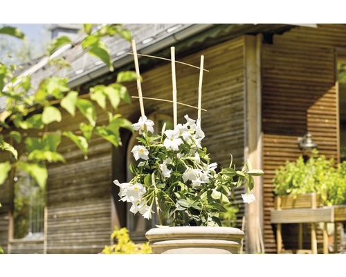 Dipladénia en pot avec treillis devant une maison