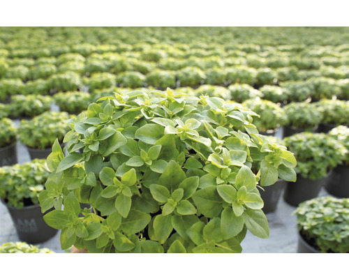 Plante de basilic en pot