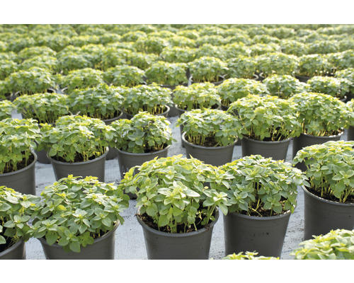 Nombreuses plantes de basilic en pot