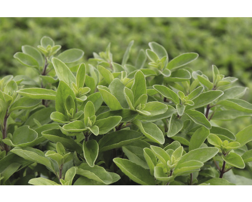 Nahaufnahme von Oregano Pflanze