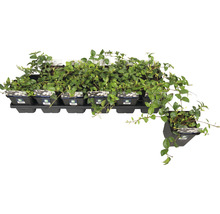 Plateau avec plantes persistantes en pot