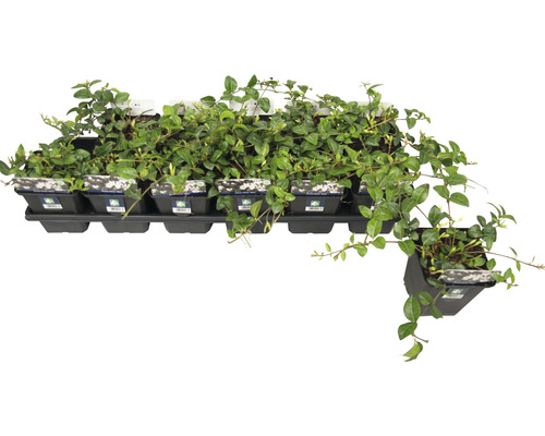 Tablett mit Immergrün Pflanzen im Topf