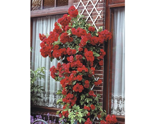 Kletterrose an einer Hauswand mit Rankgitter.