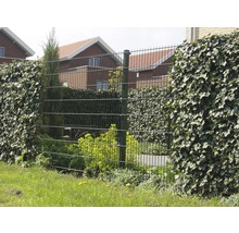 Drahtzaun mit Bewuchs als Gartenelement
