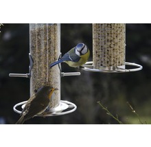 Blaumeise und Rotkehlchen an Vogelfutterspendern