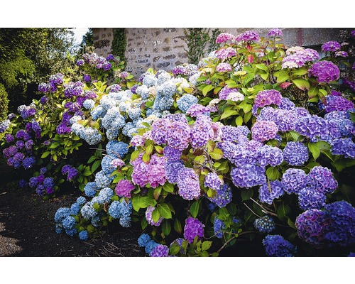Arbustes d''hortensias en fleurs devant un mur de pierre dans le jardin