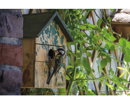 Vogelhaus aus Holz mit einer Blaumeise, die Futter trägt