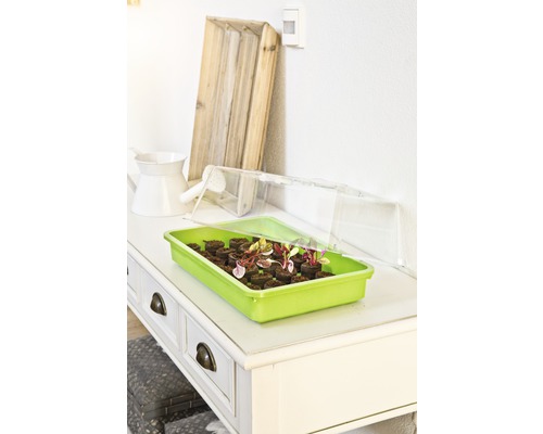 Mini-serre avec pastilles de semis et plantes sur une table