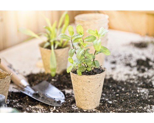 Gros plan d''une plante de menthe dans un pot de culture avec des outils de jardinage et de la terre