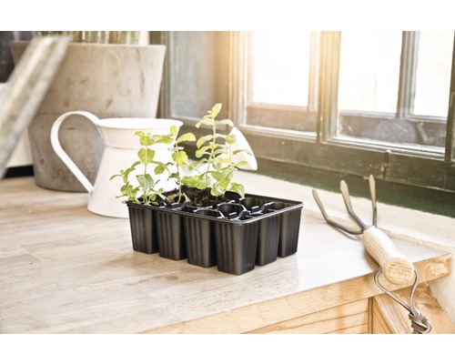 Anzuchtschale mit jungen Pflanzen neben einer kleinen Harke