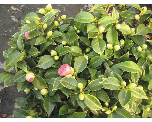 Kamelie Camellia japonica 'Tingley' 50-60 cm