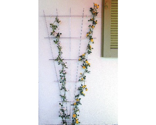 Treillis métallique avec roses sur un mur de maison