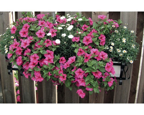 Jardinière avec des pétunias roses et des marguerites blanches sur une clôture en bois