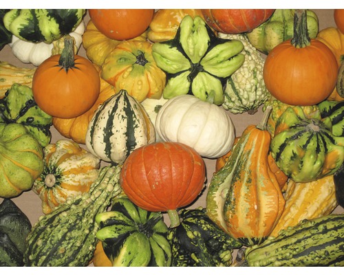 Collection variée de courges d''ornement et de potirons.