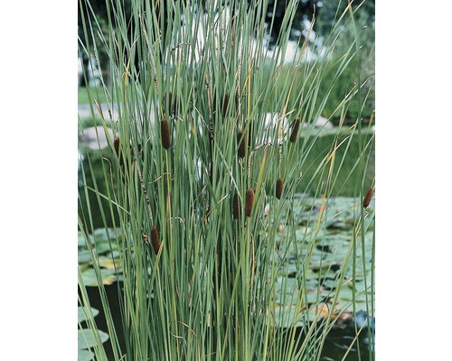 Massette relâchée FloraSelf Typha laxmannii h 10-30 cm Co 0,6 l