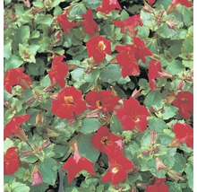 Plante Torenia avec fleurs rouges et feuilles vertes.