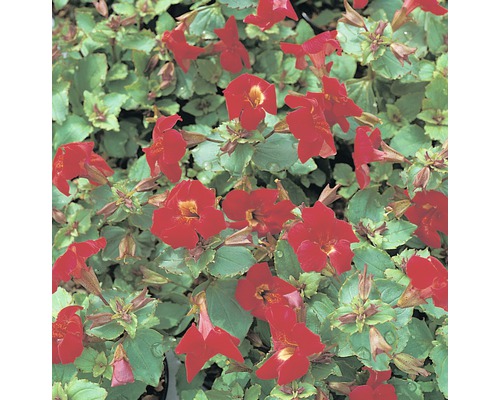 Gauklerblume FloraSelf Mimulus 'Bonfire Red' H 10-30 cm Co 0,6 L