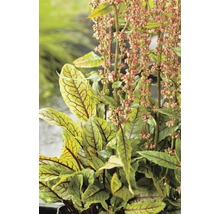Plante d''oseille sanguine avec feuilles et fleurs