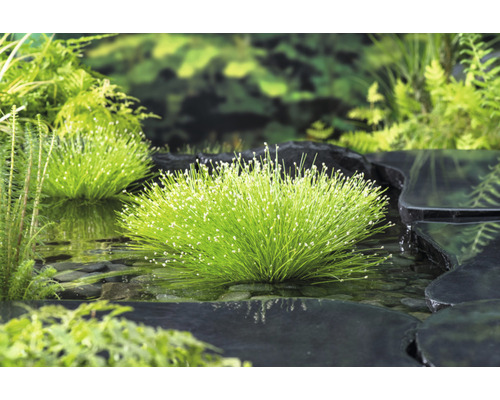 Scène de bassin avec plantes aquatiques herbacées et pierres