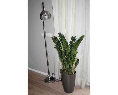 Stehlampe und Zamioculcas Zimmerpflanze in einem Raum.