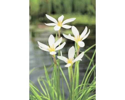 Weisse Windblume FloraSelf Zephyranthes candida H 10-30 cm Co 0,6 L