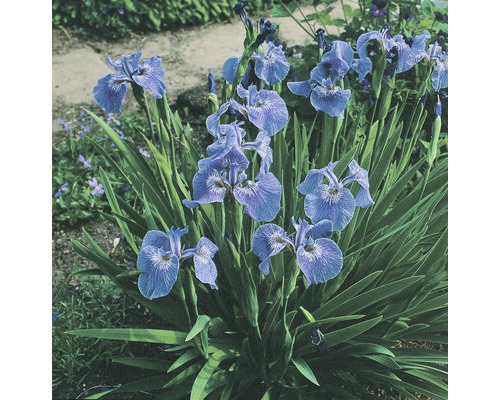 Buntstielige Iris FloraSelf Iris setosa H 5-40 cm Co 0,6 L