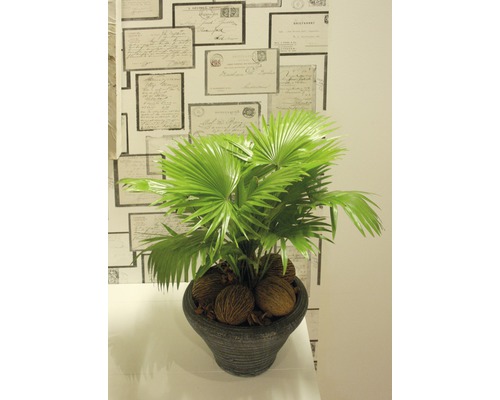 Plante d''intérieur avec des feuilles vertes dans un pot sombre sur une table devant un mur avec un motif d''enveloppe.